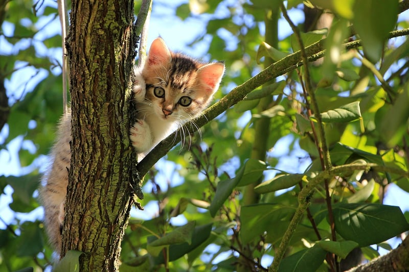 Curious Expeditions
