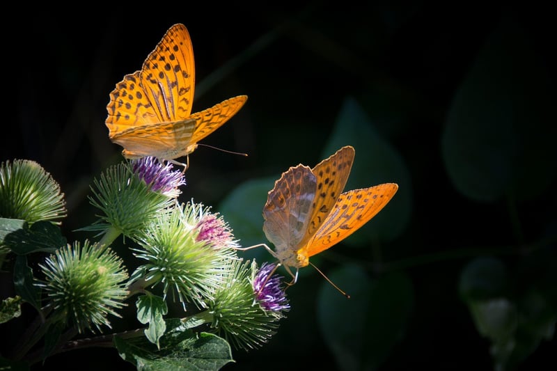 Magical Butterfly